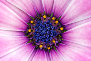 Amazing Purple Flower306791054